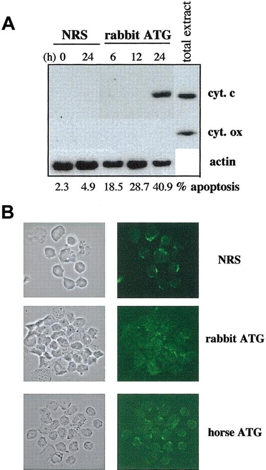 Figure 3. Kinetics of cytochrome c release during ATG-induced apoptosis of T cells. PBLs were incubated with NRS, rabbit ATG (250 μg/mL), or horse ATG (250 μg/mL). (A) At the indicated times, cytosolic extracts were prepared and proteins were separated on 15% SDS-PAGE followed by Western blotting with the anti-cytochrome c mAb or the anti-cytochrome oxidase mAb. Anti-cytochrome oxidase served as a marker of mitochondrial contamination of the extracts. Amounts of loaded proteins have been controlled for homogeneity by probing membranes with an anti-β-actin mAb. Apoptosis (%) was measured by surface binding of annexin V at the indicated times. (B) After 24-hour treatment, cytochrome c release was visualized by immunofluorescence staining. Results are from one representative experiment of 2 independent experiments showing similar results. Original magnification, × 63.