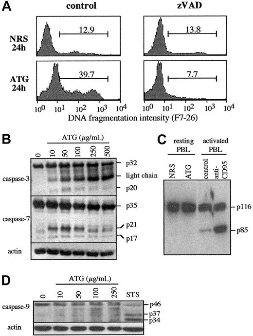 Figure 4. Role of caspases in apoptosis induced by high concentrations of ATG. (A) Effect of zVAD-fmk on DNA fragmentation induced by ATG. The caspase inhibitor zVAD-fmk (100 μM) was added to PBLs for 1 hour, and then cells were incubated with NRS or ATG (250 μg/mL). DNA fragmentation was analyzed at the indicated time by using the F7-26 mAb. The percentage of cells with fragmented DNA is indicated for each histogram. (B) Caspase-3 and -7 processing. PBLs were treated with rabbit ATG at indicated concentrations and lysed at 24 hours, and proteins were separated on SDS-PAGE. (C) Analysis of PARP cleavage. PBLs were incubated with NRS or ATG (250 μg/mL) and preactivated T cells with anti-CD95 (7C11 1 μg/mL). At 24 hours, cells were lysed and proteins were separated on SDS-PAGE. The p85 band corresponds to the caspase-3 cleavage product of PARP. (D) Caspase-9 cleavage. Cells were treated with rabbit ATG and lysed at 24 hours, and proteins were separated on SDS-PAGE and analyzed by Western blotting with an anti-caspase-9 antibody that recognizes the proform (p46) and the cleaved forms (p37/p34) of caspase-9. As positive control, 3-day-activated PBLs were treated with STS (0.5 μM) for 12 hours. Amounts of loaded proteins were controlled for homogeneity by probing membranes with anti-β-actin mAb. All data are from one representative experiment of 2 independent experiments showing similar results.