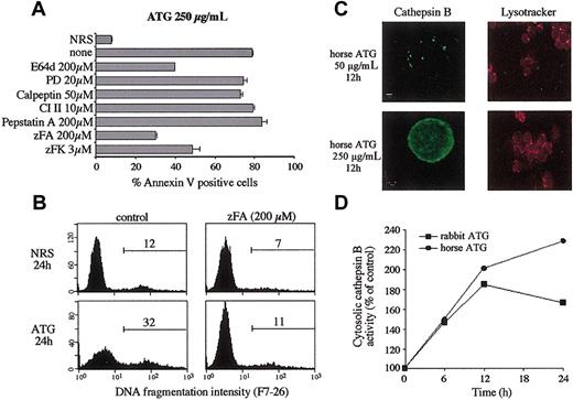 Figure 5. Cathepsin B is translocated from lysosomes into the cytosol during ATG-induced apoptosis. (A-B) PBLs were treated by NRS alone or ATG (250 μg/mL) in the presence or absence of indicated protease inhibitors. (A) The percentage of apoptotic cells was measured 24 hours later by surface binding of annexin V. Results are mean ± SEM from a triplicate experiment and are representative of 3 independent experiments. (B) DNA fragmentation was analyzed at 24 hours by using the F7-26 mAb. The percentage of cells with fragmented DNA is indicated for each histogram. (C) Visualization of cathepsin B release from lysosomes into cytosol in PBLs treated by horse ATG (50 or 250 μg/mL). Staining with lysotracker red (acidic organelle-selective probe) was used to characterize lysosomal membrane alterations. (D) Cells were treated with rabbit or horse ATG (250 μg/mL), and cytosolic extracts were prepared at indicated times. Equal amounts of proteins were analyzed for cathepsin B activity using the fluorogenic protease substrate zRR-AMC. Results are mean ± SEM from a triplicate experiment.