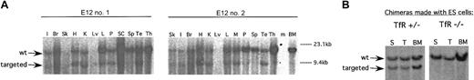 Figure 2. TfR-/- cells do not contribute to hematopoietic tissues on a wild-type C57BL/6J background. (A) Representative Southern blots of tissues from 2 E12 chimeras show contribution of TfR-/- cells (targeted allele) to all tissues except spleen, thymus, and bone marrow. I indicates intestine; Br, brain; Sk, skin; H, heart; K, kidney; Lv, liver; L, lung; P, pancreas; SC, spinal cord; SP, spleen; Te, testis; Th, thymus; M, skeletal muscle; BM, bone marrow; m, marker lane. (B) TfR+/- and TfR-/- cell contribution to spleen (S), thymus (T), and bone marrow (BM) in chimeras was re-examined to confirm the absence of TfR-/- cells in these tissues.