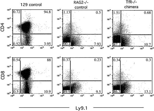 Figure 4. TfR-/- chimeras, like RAG2-/- animals, fail to produce thymic cells that express CD4 or CD8. Flow cytometry was performed on thymocytes from controls and 7-week-old TfR-/- chimeras generated on a RAG2-/- background. Thymus cells were stained with Ly9.1, CD4, and CD8 antibodies. Cells (200 000-500 000) were counted in these analyses. The plot shown for TfR-/- chimera is representative of the 6 chimeras obtained. Percentages of cells in each quadrant are indicated.