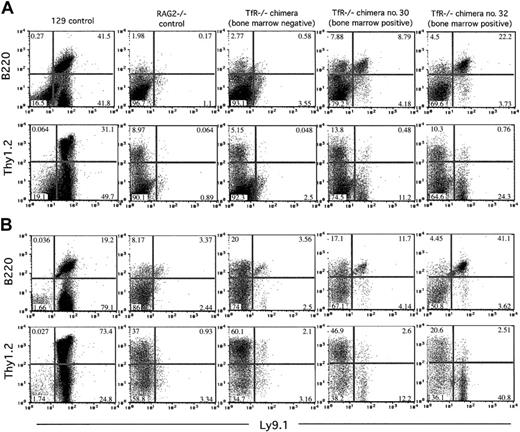 Figure 5. TfR-/- chimeras display a differential ability to produce T and B cells in secondary lymphoid organs on a RAG2-/- background. Nucleated cells from 7-week-old chimeras and control animals were stained with Ly9.1, B220, and Thy1.2 and analyzed by flow cytometry. Cells (200 000-500 000) were counted for these analyses. Percentages of cells in each quadrant are indicated. (A) Splenic cells. (B) Lymph node (axial, brachial, inguinal, and mesenteric) cells. All TfR-/- chimeras show few, if any, Ly9.1+Thy1.2+ cells. Only those TfR-/- chimeras with TfR-/- cells in the bone marrow (no. 30 and no. 32) display a small number of Ly9.1+B220+ cells. The TfR-/- BM-negative chimera shown is representative of the other 4 TfR-/- BM-negative chimeras obtained.