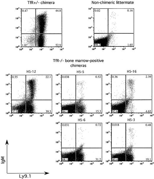 Figure 6. Some TfR-/- chimeras are able to produce IgM+ B cells. Splenocytes from control and TfR-/-RAG2-/- chimeras are stained with Ly9.1 and IgM. Two of the BM-positive TfR-/-RAG2-/- chimeras show IgM+ cells, one with a substantial amount, indicating some ability to produce B cells that have completed V(D)J recombination.