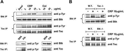 Figure 1. CRP, collagen, and fibrinogen induce phosphorylation of murine Btk and Tec in wild-type platelets, the phosphorylation of Tec is unaltered in Btk-/- platelets, and that of Btk is unaltered in Tec-/- platelets in response to CRP. (A) CRP, collagen, and fibrinogen induce phosphorylation of murine Btk and Tec in wild-type platelets. (B) Phosphorylation of Tec is unaltered in Btk-/- platelets, and that of Btk is unaltered in Tec-/- platelets in response to CRP. Wild-type (A) or Tec-/- and Btk-/- (B) murine washed platelets were stimulated for 30 seconds with CRP and 90 seconds with collagen at increasing concentrations. Platelets were stimulated by adhesion to a fibrinogen-coated surface for 45 minutes. Stimulation was terminated by the addition of ice-cold lysis buffer. Subsequently, either Btk or Tec was immunoprecipitated from the sample, and the immunoprecipitate (IP) was run on an SDS-PAGE gel before Western blotting for tyrosine phosphorylation using the specific antibody 4G10. Anti-Btk or anti-Tec antibody was used to show equal protein levels. Each gel contained samples from 1 mouse but is representative of 3 identical experiments.