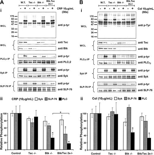 Figure 2. Collagen-induced whole-cell, PLCγ2, Syk, and SLP-76 tyrosine phosphorylation in BTK-/-, Tec-/-, and Btk-/-/Tec-/- platelets compared with wild type and corresponding, densitometric analysis. Murine washed platelets from the 4 genotypes—wild-type, Btk-/-, Tec-/-, and Btk-/-/Tec-/-—were stimulated with either CRP (10 μg/mL) (A) or collagen (10 μg/mL) (B) or for 30 seconds and 90 seconds, respectively. All experiments were carried out in the presence of 10 μM lotrafiban to prevent aggregation. Basal and stimulated platelet samples were lysed by the addition of ice-cold lysis buffer and then used for the whole cell lysate (WCL) or the appropriate immunoprecipitation (IP). Tyrosine phosphorylation was revealed using the pan antiphosphotyrosine antibody 4G10. The presence of Btk and Tec was shown in the WCL using antibodies against these proteins. For the IP, a corresponding reprobe of PLCγ2, Syk, or SLP-76 was used to show equal loading. Results shown are representative of at least 3 identical experiments. Densitometry by band volume analysis was conducted on the tyrosine phosphorylation (4G10)-probed IP and the reprobes from panels Ai and Bi. Graphs show the ratio of the tyrosine phosphorylation band volumes to the corresponding reprobe band volumes then normalized to the wild-type control for each blot. Panel Aii shows the variation of phosphorylation of PLCγ2 (▪), SLP-76 (▦), and Syk (□) in the various knock-out genotypes after 30-second stimulation with CRP (10 μg/mL). Panel Bii shows equivalent data after stimulation with collagen (10 μg/mL). *Significant difference (P < .05) from control or between pairs. Each part shows the average band density from at least 3 Western blots ± SEM.
