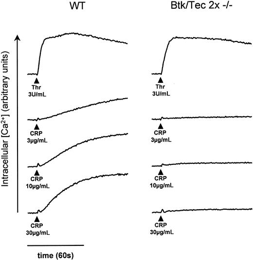 Figure 4. Inhibition of Ca2+ elevation in Btk-/-/Tec-/-in response to CRP. Traces showing Ca2+ elevation induced by thrombin (3 U/mL) and CRP (3, 10, and 30 μg/mL) in wild-type and Btk-/-/Tec-/- platelets. The Ca2+ elevation traces are all from the same experiment and were performed using a Fluo-4-loaded, washed platelet suspension in a Molecular Devices Flexstation with temperature maintained at 37°C. Agonist addition was automated and conducted at 20 seconds after the initiation of monitoring. Platelets were in the presence of lotrafiban (10 μM) to prevent aggregation. The scale is in arbitrary units derived from the intensity of fluorescence emission from the Fluo-4. Traces shown are representative of 3 parallel experiments.