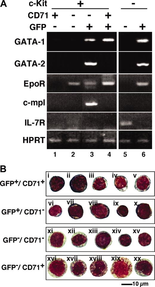 Figure 3. Gene expression and morphology of GFP+ progenitor cells. (A) RNA was extracted from the sorted cells in the indicated fractions, and RT-PCR was performed to detect GATA-1, GATA-2, EpoR, c-mpl, and IL-7R expression. The bone marrow Lin-/c-Kit+ hematopoietic progenitor fraction was subdivided into 4 fractions (lanes 1-4). EEP and LEP fractions are represented in lanes 3 and 4, respectively. GFP- (lane 5) and GFP+ (lane 6) cells in the Lin-/c-Kit- fractions also are shown. (B) The morphology of the sorted cells are shown by Wright-Giemsa staining. Proerythroblast-like cells were detected in the LEP fraction (GFP+/CD71+; i,ii). It is likely that erythroid progenitors are i, ii, iii, iv, v, and vi in the LEP and EEP (GFP+/CD71-) fractions. All cells in the GFP-/CD71+ fraction contained azurophil granules (xvi-xx).