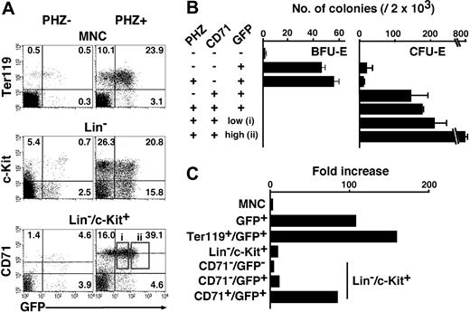 Figure 5. FACS analysis and colony assay of the normal and anemic spleen of G1-HRD-GFP transgenic mouse. (A) Spleen mononucleated cells (MNCs) were obtained from G1-HRD-GFP transgenic mice before (PHZ-, left) and after (PHZ+, right) injection of phenylhydrazine (PHZ). The MNC, Lin- fraction, and Lin-/c-Kit+ fraction were analyzed by FACS (top, middle, and bottom panels, respectively). The percentage in each quadrangle is shown. The dotted lines show the mean intensities of CD71 expression in CD71+/GFP+ fractions (bottom panels). (B) Results of colony assay in the normal and anemic spleens. Two thousand cells from the indicated fractions were analyzed. Fractions i and ii are shown by open boxes in A. (C) The cell number of the erythroid fractions of the spleen were increased by PHZ injection. Fold increases between the PHZ-induced anemic spleens, and normal spleens are indicated in this graph. The results are shown with standard deviations.