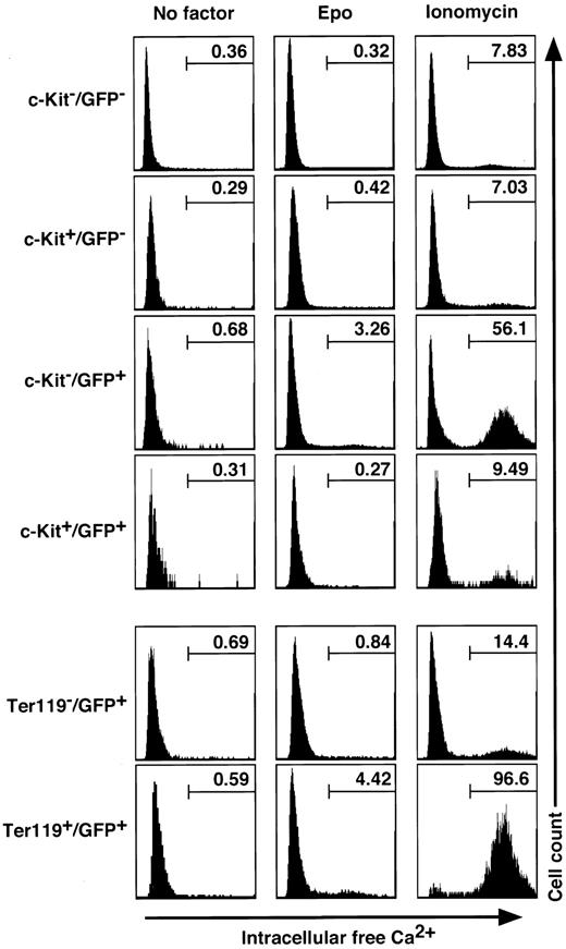 Figure 7. Measurement of intracellular free calcium concentration upon exposure to Epo and ionomycin in the bone marrow cell fractions. Bone marrow cells from G1-HRD-GFP transgenic mice were analyzed for their intracellular free calcium concentration after supplementation of Epo (10 U/mL) or ionomycin (3 μg/mL) by Indo-1 flow cytometry. The percentages of cells containing IFC in each fraction are indicated.