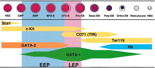 Figure 8. Summary of the GATA-1 expression profile during erythroid differentiation. The thickness of the bar indicates the level of gene expression. GATA-1 expression starts at the bipotential (erythrocyte and megakaryocyte) progenitor stage (EMP, erythroid/megakaryocytic precursors) and increases upon differentiation into the proerythroblast. Sca1, c-Kit, and GATA-2 were expressed in hematopoietic stem cells (HSCs) and common myeloid progenitors (CMPs), and their expressions decrease with the progression of differentiation. 30 When the expression level of GATA-1 decreases in Ter119+ erythroblasts, hemoglobin (Hb) accumulates in the cells.31 Pro-EB indicates proerythroblast; Baso-EB, basophilic erythroblast; Poly-EB, polychromatic erythroblast; Ortho-EB, orthochromatic erythroblast; RBC, red blood cell.