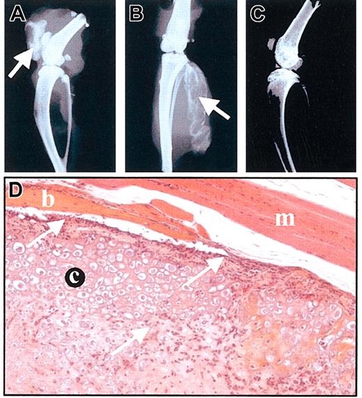 Figure 5. MSCs are not rejected by allogeneic immunocompetent mice. (A-C) Radiologic analysis of mice injected with MSCs, on day 11. C9 MSCs (106 cells in PBS) were injected into BALB/c allogeneic mice either intra-articularly (A) or intramuscularly (B). Bone formation is indicated by arrows. A BALB/c mouse is shown as control (C). (D) Histologic analysis of muscle injected with C9 MSCs, on day 60. Hematoxylin-eosin-safranin O staining of injected muscle revealed presence of cartilage (c) and bone (b) inside the muscle (m). A lymphocytic infiltrate could be observed either lining or invading the neotissue (arrows). Original magnification, × 200.