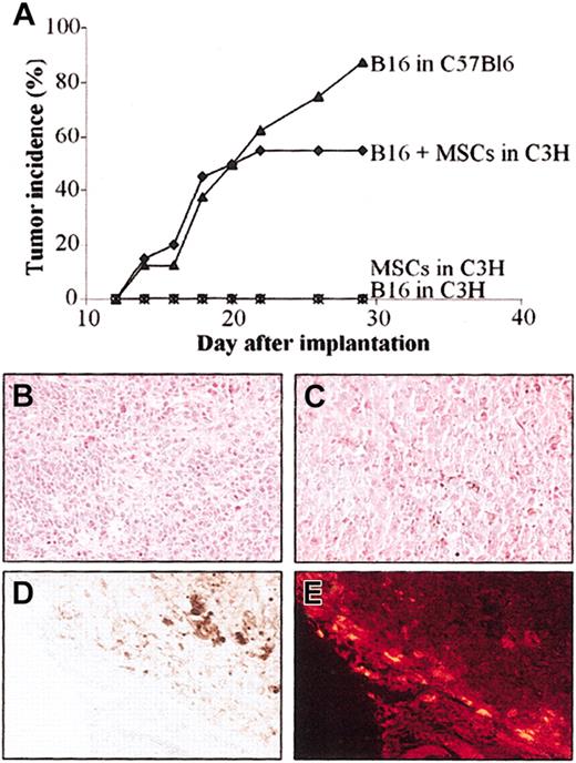 Figure 6. Injection of MSCs induces tolerance of B16 melanoma cells in allogeneic mice. C3 MSCs (5 × 105) and 5 × 105 B16 melanoma cells (alone or as a mix) were injected subcutaneously into C3H mice and tumor development was monitored over time. (A) Tumor incidence was evaluated in the groups of mice either coinjected with B16 and MSCs in allogeneic C3H mice or injected with B16 melanoma cells in syngeneic C57Bl/6 mice. As negative controls, B16 cells or C3 MSCs alone were injected in C3H mice. (B-C) Hematoxylin-eosin staining of B16 melanoma tumor grown in allogeneic (B) or syngeneic (C) recipients. The brown pigment corresponding to the melanin produced by the melanocytes in both tumors is easily observed. (D-E) Distribution of CM-DiI-labeled C3 MSCs is shown by histology, at the periphery of the tumor in the stroma reaction where no melanocytes were observed (D) and by fluorescence microscopy as red fluorescent cells (E). Original magnification, × 200.
