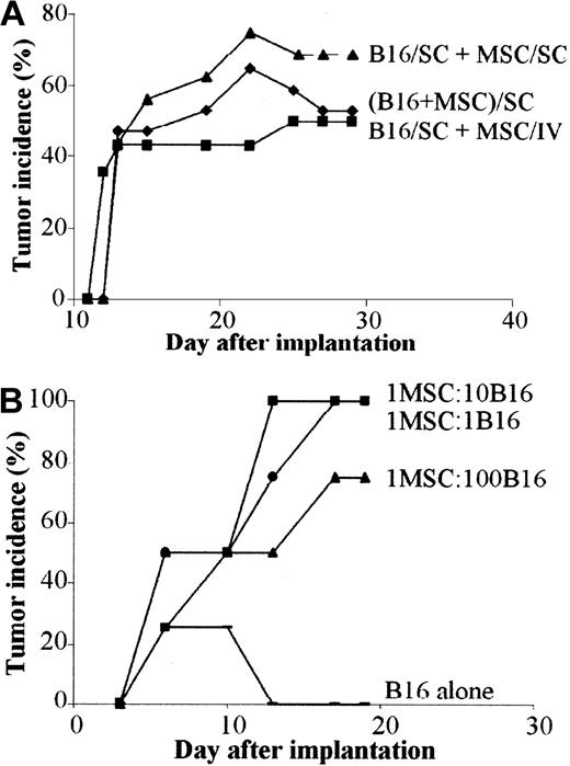 Figure 7. In vivo tolerance of B16 cells is induced by MSCs through a systemic and dose-independent immunosuppressive effect. (A) Tumor incidence of B16 melanoma cells in allogeneic mice is similar regardless of the route of MSC injection. B16 tumor cells (5 × 105) were injected subcutaneously and 5 × 105 C3 MSCs were injected either subcutaneously (SC) at a distant site (B16/SC + MSC/SC) or systemically in the tail vein of BALB/c mice (B16/SC + MSC/IV). As control, a mix of both cell types was injected subcutaneously (B16 + MSC/SC). (B) Incidence of B16 tumors is independent of the number of coinjected MSCs. C3 MSCs mixed with B16 tumor cells (5 × 105 cells) at various ratios (1:1; 1:10; 1:100, respectively) were implanted in subcutaneous locations and tumor growth was monitored at different time intervals.