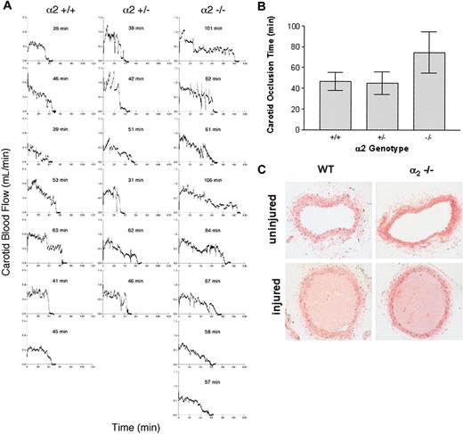 Figure 1. Thrombotic occlusion of the carotid artery following photochemically induced endothelial injury. (A) The blood flow recordings of the α2+/+, α2+/-, and α2-/- mice. Rose bengal dye was injected at time = 0 minutes. (B) The length of time to complete arterial occlusion following photochemical injury was determined. The values represent the mean ± SD of α2+/+ (n = 7), α2+/- (n = 6), and α2-/- (n = 8). (C) Photomicrographs of transverse sections of the carotid arteries of α2+/+ mice and α2-/- mice excised immediately after complete thrombosis. Sections were stained with hematoxylin and eosin; original magnification, × 200.