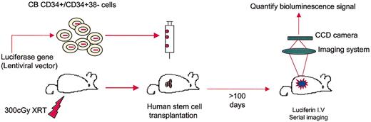 Figure 2. Experimental schema for imaging of luciferase-expressing human progenitor cells in a xenogeneic transplantation model.