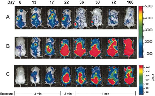 Figure 3. Longitudinal imaging of human HSC and progenitor engraftment. Images are of representative mice that received transplants of luciferase-expressing human CD34+ (A) or CD34+CD38- cells (B-C) and were imaged serially. All successive images in each row were taken from the same experimental mouse after transplantation at days shown. Exposure time was reduced for all animals at later time points as shown to avoid image saturation. Identical scales are used for transplants of CD34+ and CD34+CD38- cells in panels A and B. In panel C, the same images shown in panel B are scaled to decrease signal intensity and more clearly demonstrate the anatomic distribution of engraftment.