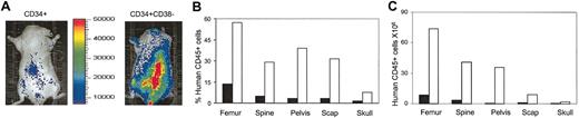 Figure 5. Anatomic distribution of human cell engraftment. Mice receiving transplants of CD34+ and CD34+CD38- cells were scanned 9 weeks after transplantation (A) and then killed. Bone marrow cells were harvested from each region of the skeleton and analyzed by FACS for percentage (B) and total number (C) of donor human CD45+ cells. Scap indicates scapula; ▪, CD34+; and □, CD34+CD38-.