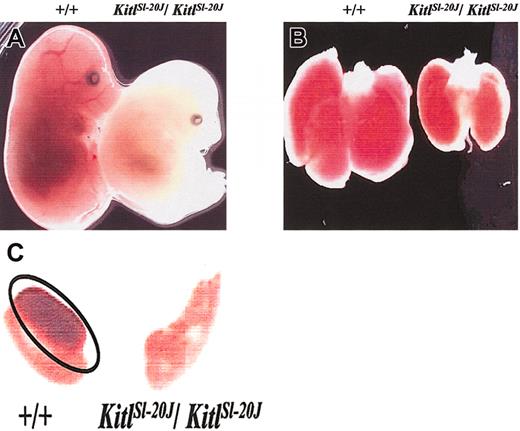 Figure 1. Phenotypic analysis of mutant KitlSl-20J embryos. (A) Intact embryos harvested at 14.5 dpc from crosses of heterozygous mice. KitlSl-20J/KitlSl-20J embryo (right) appears more pale and runted compared with a wild-type littermate (left). (B) Fetal liver harvested from 14.5-dpc KitlSl-20J/KitlSl-20J embryo (right) appears paler and smaller than fetal liver harvested from a wild-type littermate (left). (C) Germ cell development in 13.5-dpc embryos. Genital ridges harvested at 13.5 dpc from KitlSl-20J/KitlSl-20J embryos were devoid of germ cells as demonstrated by lack of alkaline phosphatase staining when compared with genital ridges harvested from wild-type (+/+) littermates. Phosphatase-positive germ cells in wild-type genital ridges are outlined by an oval. Original magnifications: × 8 (A); × 12 (B, C).
