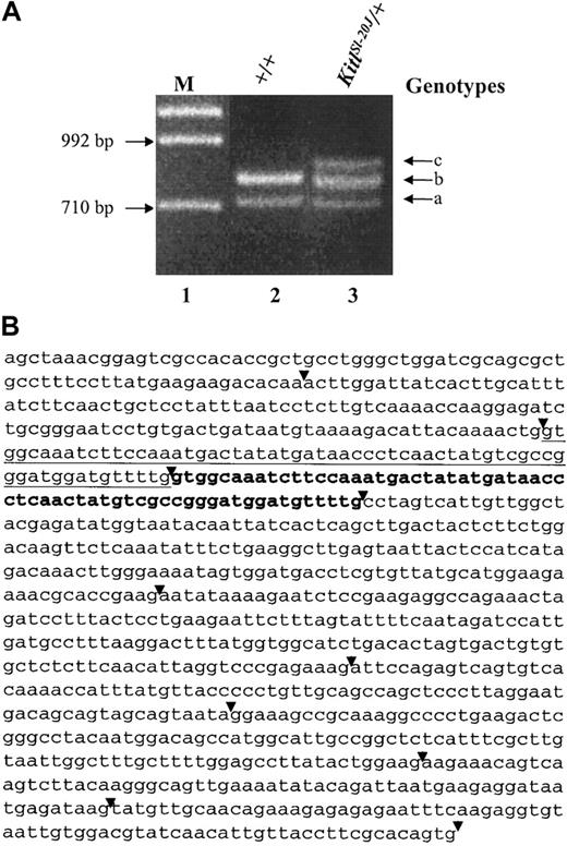 Figure 2. Analysis of RT-PCR-amplified Sl gene transcripts. (A) Total RNA was isolated from the spleen of a C57BL/6J control mouse (+/+) and a heterozygous KitlSl-20J mouse (KitlSl-20J/+) with a white belly spot and RT-PCR was performed using primers that amplified the Sl gene transcripts. Two bands amplified with RNA isolated from +/+ mice corresponded to the membrane-associated (lane 2, band a) and soluble isoforms (lane 2, band b). An additional band (lane 3, band c) was detected with RNA isolated from heterozygous KitlSl-20J mice. M indicates marker lane. (B) Sequence analysis of the amplified soluble isoform of Sl gene transcript from heterozygous KitlSl-20J mouse. The primary copy of exon 3 is underlined and the tandem in-frame duplicated sequence is denoted in bold. The duplication of exon 3 was also present in the membrane-associated isoform of the mutant KitlSl-20J transcript (sequence not shown here). The exon boundaries are indicated by arrowheads.