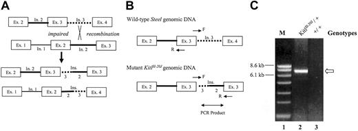 Figure 3. Proposed mechanism for exon duplication and long-range PCR strategy. (A) Impaired recombination between repetitive elements in intron 2 (solid line) and intron 3 (dotted line) of sister chromatins would generate one strand with the duplication of exon 3 and the other strand with the deletion of exon 3. (B) Schematic of the long-range PCR strategy. Primer pair in exon 3 (F indicates forward primer at the junction of exon 3 and intron 3; R, reverse primer at 5′ of exon 3) was designed to generate a PCR product only in the presence of duplicated exon 3 from the mutant KitlSl-20J genomic DNA. (C) Long-range PCR analysis of genomic DNA. An approximately 7-kb product (arrow) generated from DNA isolated from heterozygous KitlSl-20J mice (lane 2) not amplified from wild-type DNA (+/+, lane 3) supports impaired recombination as the mechanism of this mutation. M indicates marker lane.