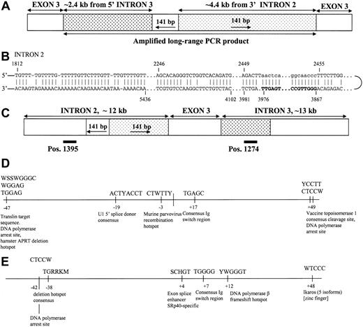 Figure 4. Analysis of the long-range PCR product and Sl genomic sequences. (A) The amplified long-range PCR product comprises partial sequences of intron 3 and intron 2, as well as a 141-bp junction sequence that is an inversion of a downstream sequence in intron 2. (B) Possible mechanism of insertion of 141 bp mediated by hairpin loop formation in intron 2 (templating fragment shown in bold; inserted DNA sequence denoted by lowercase letters). (C) The position of the 2 copies of a direct repeat T(AC)14 in introns 2 and 3 are presented as black bars. Slipped mispairing between direct repeats would result in duplication of exon 3 and flanking intronic regions in the KitlSl-20J allele as shown in panel A. (D) Occurrence of known site-specific recombination motifs in intron 3 within 50 bp upstream and downstream of the breakpoint. (E) Occurrence of known site-specific recombination motifs in intron 2 within 50 bp upstream and downstream of the breakpoint (see “Discussion” for references).