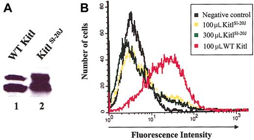 Figure 6. Analysis of mutant KitlSl-20J protein binding to c-kit-positive cells by flow cytometry. (A) Immunoblot analysis of purified WT and KitlSl-20J proteins. (B) Receptor binding of 100 μL and 300 μL of KitlSl-20J protein compared with 100 μL WT protein. No significant binding was demonstrated with 3-fold higher dilution of KitlSl-20J protein.