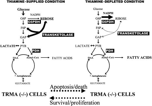Figure 7. Metabolic profile changes associated with thiamine-PP depletion in TRMA (-/-) cultures exhibiting apoptosis. TRMA cells in the presence of thiamine use glucose as the major substrate for de novo nucleic acid synthesis through the nonoxidative steps of the pentose cycle (left). Nonoxidative ribose synthesis decreases while direct glucose oxidation increases in the pentose cycle (right). TCA cycle substrate flux showed no significant response to thiamine depletion indicating well-preserved pyruvate dehydrogenase (PDH) and α-ketoglutarate dehydrogenase activities as other thiamin-dependent enzymes of metabolism. SIDMAP provides a virtual roadmap by which regulation of cell cycle, enzyme protein synthesis, as well as gene expression can be pursued for revealing the mechanism of TRMA cells' metabolic deficiencies.