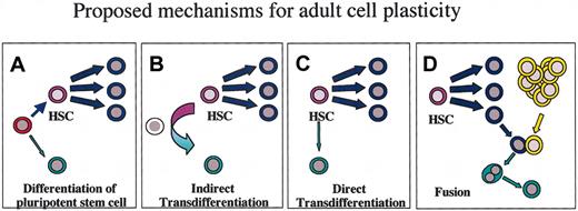 Figure 1. Mechanisms of differentiation. The 4 models shown represent mechanisms of differentiation from BM-derived cells into an alternative nonhematopoietic phenotype (green). (A) Consistent with our existing paradigm that cells always travel from a less differentiated to a more differentiated state, this model predicts that there is a highly pluripotent cell (red) that has not yet committed to the hematopoietic lineage and maintains the ability to differentiate into multiple diverse cell types. (B) With indirect transdifferentiation, an HSC changes its gene expression pattern to that of an alternative cell type through a dedifferentiation/redifferentiation pathway that presumably passes through an as yet unidentified intermediate cell type, shown in white. (C) In direct transdifferentiation, an HSC may be able to directly change its gene expression pattern from that of a hematopoietic stem cell to an alternative cell type. (D) If fusion is the mechanism by which BMSCs acquire a nonhematopoietic phenotype, a marrow-derived cell, perhaps a macrophage (blue), fuses with a nonhematopoietic cell (yellow), and the nucleus of the marrow-derived cell takes on the gene expression pattern of the nonhematopoietic cell type. The 2 nuclei do not have to fuse. Note that these models are not mutually exclusive and may all reflect the in vivo mechanisms involved. These models apply equally well to MSCs and MAPCs, which may directly transdifferentiate into multiple cell types, dedifferentiate through an intermediate cell type, represent highly pluripotent stem cells with the ability to differentiate directly into multiple cells types, or have the ability to fuse with different cell types.
