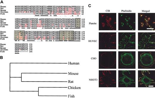 Figure 1. CIB sequence and areas of localization are highly conserved among species. (A) Amino acid sequences of CIB in humans, rats, mice, chicken, and fish were analyzed by multiple sequence alignment. Those amino acids that differ from the human sequence are highlighted in red, and EF-hand motifs are boxed; asterisks indicate aminoacid identity. (B) Multiple sequence alignment dendrogram of CIB showing the evolutionary relationship between the orthologues. (C) Immunofluorescence images of CIB localization in a variety of cell types. Platelets were allowed to attach on fibrinogen-coated glass cover slides for 45 minutes, then fixed and stained with UN2 for CIB (red) and FITC-conjugated phalloidin for F-actin (green). Scale bar, 5 μm. HUVECs, CHO, and NIH3T3 cells were allowed to spread on fibronectin-coated cover glass for 45 minutes, then fixed and stained as above. Scale bar, 20 μm.