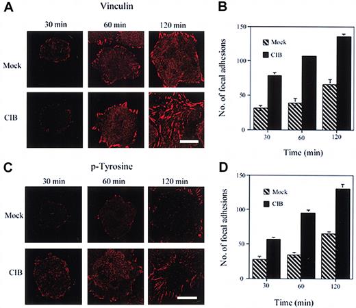 Figure 5. CIB induces focal adhesion formation. (A) Immunofluorescence images of mock- and CIB-overexpressed CHO cells adhered to fibronectin and stained for vinculin. Cells were observed for focal adhesion formation at 30, 60, and 120 minutes. (B) Quantitation of the number of focal adhesions formed per cell in both mock- and CIB-transfected cells at each time point as observed by vinculin staining. CIB overexpression significantly (P < .05) increases focal adhesion formation. (C) Immunofluorescent images as in panel A stained for phosphotyrosine (p-Tyrosine). (D) Quantitation of the number of focal adhesions formed in both mock- and CIB-transfected cells at each time point as observed by phosphotyrosine staining, in that CIB overexpression significantly (P < .05) increased the number and rate of development of focal adhesions. Scale bar (A,C), 10 μm. Error bars (B, D) indicate mean ± SEM of at least 3 independent experiments.