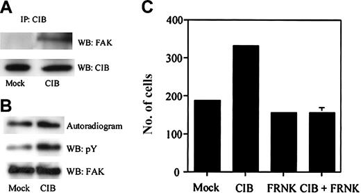 Figure 6. CIB interacts with and regulates FAK activity. (A) Immunoprecipitation of CIB from mock- and CIB-transfected CHO cell lysates. Western blot analysis with anti-FAK that shows CIB interacts with FAK. (B) Immunoprecipitate kinase assay using mock- and CIB-transfected CHO cell lysates. Although FAK expression levels are similar (WB: FAK), the amount of phosphotyrosine is up-regulated on CIB overexpression (WB: pY). FAK activity is also up-regulated on CIB cell overexpression (Autoradiogram). (C) Haptotactic transwell migration assay performed on fibronectin using mock-, CIB-, and FRNK-transfected CHO cells, as well as CIB + FRNK-cotransfected cells. FRNK inhibits CIB-induced CHO migration on fibronectin. Error bars indicate mean ± SEM of at least 3 independent experiments.
