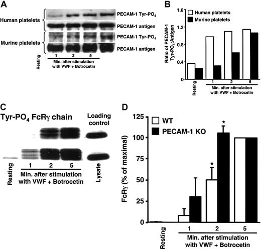 Figure 2. VWF binding to GPIb simultaneously activates PECAM-1 and the FcRγ-chain. Human or murine platelets were stirred in the presence or absence of VWF/botrocetin for the indicated time period, lysed, and subjected to immunoprecipitation/SDS/immunoblot analysis. (A) PECAM-1 immunoprecipitates analyzed for antigen level and tyrosine phosphorylation state demonstrate time-dependent VWF-induced activation of PECAM-1. (B) Quantitation of PECAM-1 tyrosine phosphorylation expressed as a ratio of phosphorylated protein to the amount of PECAM-1 antigen immunoprecipitated. Note that both murine and human PECAM-1 increase in tyrosine phosphorylation as a function of time following addition of VWF/botrocetin. (C) GST-Syk-SH2-SH2 pull-down of tyrosine phosphorylated FcRγ from resting and VWF/botrocetin-stimulated murine platelet lysates. FcRγ-chain tyrosine phosphorylation occurred more quickly in PECAM-1-negative compared with PECAM-1-positive platelets. Equal loading was insured by including loading control (right lane). (D) Scanning densitometric analyses of the gel shown in panel C represent the mean ± SD of data drawn from 3 independent experiments and show that tyrosine phosphorylation of FcRγ is consistently greater, especially at early time points, in VWF/botrocetin-activated platelets derived from PECAM-1 knock-out versus wild-type mice (P = .04 at 2 minutes after stimulation). These data suggest that PECAM-1 regulates GPIb/V/IX signaling by affecting the phosphorylation state of the FcRγ-chain ITAM in murine platelets. *P < .05.
