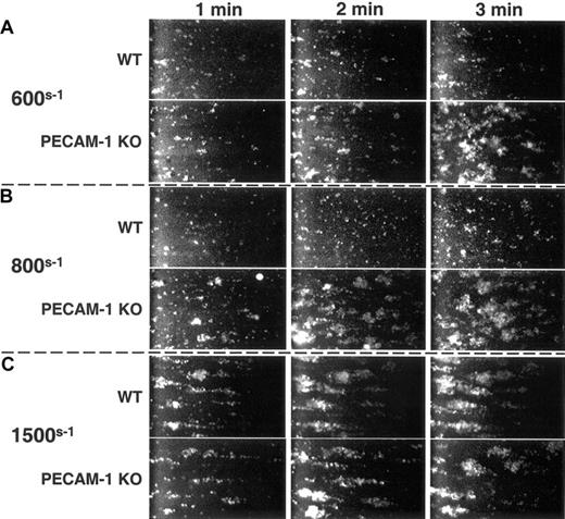 Figure 4. PECAM-1 suppresses VWF binding-induced thrombus formation. Mepacrine-labeled wild-type and PECAM-1-deficient platelets were placed in parallel-plate flow chambers and subjected to arterial wall shear rates of (A) 600s-1, (B) 800s-1, and (C) 1500s-1 over glass slides that had been coated with huVWF. Images were acquired continuously, captured, and digitized. At 600s-1 and 800s-1 but not at 1500s-1, PECAM-1-negative platelets formed markedly larger thrombi, especially at 1 to 2 minutes following the initiation of flow, than did wild-type, PECAM-1-positive platelets.