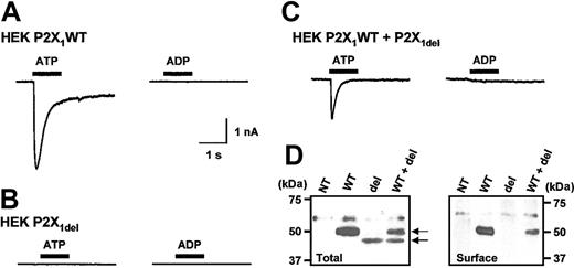Figure 1. Expression and properties of recombinant P2X1WT and P2X1del receptors in HEK293 cells. (A) ATP (100 μM; drug application is indicated by bar) induced a transient inward current in HEK293 cells transiently transfected with P2X1 WT receptors, whereas ADP (100 μM) was ineffective. (B) ATP or ADP (both 100 μM) failed to evoke a change in holding current from HEK293 cells transiently transfected with P2X1 del receptors. (C) When P2X1 WT and P2X1 del receptors were transiently coexpressed, ATP (100 μM) induced inward currents; however, ADP (100 μM) was ineffective. (D) Western blot analysis on nontransfected HEK293 cells (NT) and cells transiently transfected with either P2X1 WT (WT), P2X1 del (del), or both receptors (WT + del). Total cell protein analysis (left panel) showed that P2X1WT and P2X1del receptors were expressed. However, only P2X1 WT receptor was detected at the cell surface (right panel). A weak nonspecific band was observed around 60 kDa in nontransfected HEK293 cells.