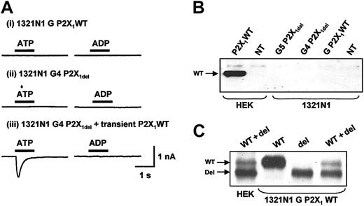 Figure 2. Expression and properties of recombinant P2X1WT and P2X1del receptors in 1321-N1 cells. (A) ATP and ADP (both 100 μM, application indicated by bar) had no effect on the holding current in 1321-N1 cells stably transfected with either (i) P2X1WT (1321-N1 G P2X1 WT) or (ii) P2X1del (1321-N1 G4 P2X1del) receptors.13 When transiently transfected with P2X1WT receptors (iii), these cells gave a transient inward current in response to ATP (100 μM) but not to ADP (100 μM). (B) Western blot showing that no P2X1 receptor signal was detected in 1321-N1 G5 P2X1del, 1321-N1 G4 P2X1del, or 1321-N1 G P2X1WT cell clones13 and in nontransfected native 1321-N1 or HEK293 cells (NT). We used HEK293 cells transiently transfected with P2X1 WT as a positive control of expression of the P2X1 receptor. (C) However, bands corresponding to P2X1 receptors were detected when P2X1WT (WT), P2X1del (del), or P2X1 WT + P2X1del (WT + del) receptors (ratio 1:9) were transiently expressed in 1321-N1 G P2X1WT cells.