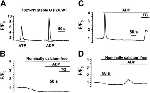 Figure 3. Intracellular Ca2+ measurements in subclones of 1321-N1 cells indicate the presence of P2Y receptor responses. Intracellular Ca2+ responses in single 1321-N1 G P2X1 WT (A) and 1321-N1 G4 P2X1del cells (B-D)13 loaded with the fluorescent calcium indicator fluo-3. Similar results were obtained in the 2 cell lines. (A) In the presence of extracellular Ca2+, ATP (30 μM) and ADP (30 μM) evoked a transient Ca2+ increase. (B) Loss of the response to ADP (100 μM) after only a short period (120 seconds in this experiment) in nominally Ca2+-free medium. This lack of response was caused by the rapid depletion of Ca2+ from intracellular stores because Thapsigargin (TG) had no effect in Ca2+-free medium. (C) Demonstration that TG evoked an expected large increase in Ca2+-containing medium after ADP exposure. (D) Adding ADP earlier (60 seconds) after exposure to Ca2+-free medium evoked a small, delayed Ca2+ increase.