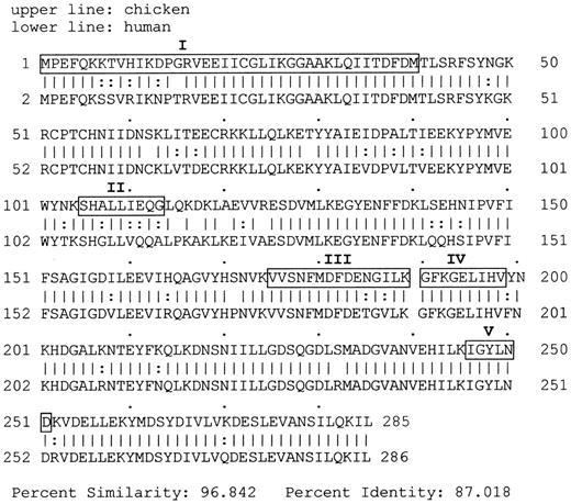 Figure 1. Sequence homology of chicken and human P5N-I. The boxes include the peptide sequences identified after tryptic digestion.