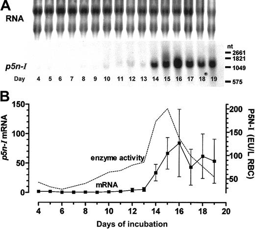 Figure 2. Gene expression of p5n-I in embryonic RBCs during chicken embryonic development. (A) Northern blot analysis (10 μg RNA per lane); 1 of 3 experiments is shown. (B) The measured chemiluminescence signals of 3 Northern blots (mean ± SD) obtained from 3 different cell pools were compared with the mean enzyme activity of P5N-I (data were taken from Dragon et al16). The missing enzyme activity of day-5 RBCs was measured (0.279 ± 0.062 EU/g Hb, n = 3) and recalculated to liter of RBCs with the MCHC of Romanoff. 20 Before day 8, the RNA samples were pooled from the RBCs of several chicken embryos, while the RNA of later days was extracted from the RBCs of single embryos.