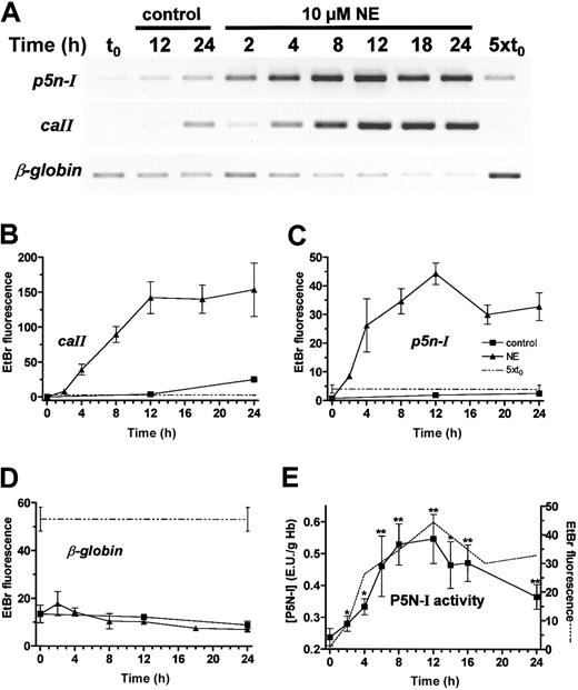 Figure 4. Induction of p5n-I, caII, and β-globin expression of day-11 RBCs during 24 hours with or without 10 μM NE. (A) RT-PCR results of a representative experiment; (B-D) EtBr fluorescence of the RT-PCR products of 3 independent experiments (mean and SD). (E) P5N-I enzyme activity was plotted together with the p5n-I expression (data from panel C; dashed line) during a 24-hour incubation. The mean and SD of 4 experiments are shown. Significant difference compared with the control (t0); * indicates P < .05, and **P < .01.