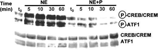 Figure 5. RBCs respond to β-adrenergic receptor activation with the phosphorylation of CREB-like proteins. Western blot analysis of day-11 RBCs before (t0) and during a one-hour incubation with 1 μM NE and 10 μM propranolol (P). The RBC proteins (200 μg Hb per lane) in the MW range of 42 to 46 kDa were analyzed with antibodies specific for phosphorylated forms of CREB/cAMP response element modulator (CREM)/activating transcription factor 1 (ATF1) proteins (upper blot). As a control, we also detected the total amount of CREB proteins with specific antibodies (lower blot). Shown is 1 of 3 experiments.