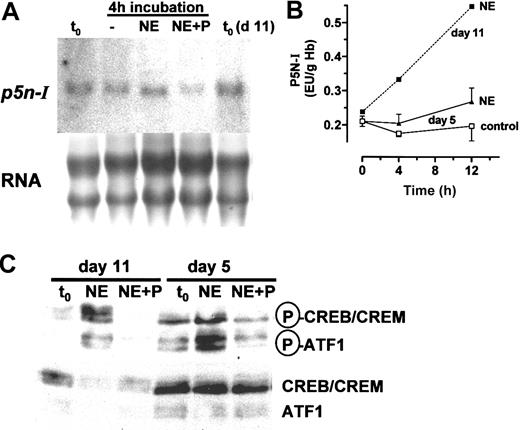 Figure 7. P5N-I of primitive day-5 RBCs. (A) The mRNA expression of P5N-I was determined by Northern blot analysis of 10 μg RNA obtained from RBCs before (t0) and after a 4-hour incubation with 1 μM NE and 10 μM propranolol (P). The expression level was compared with the expression level in day-11 RBCs. Shown is 1 of 3 independent experiments. (B) P5N-I enzyme activity during a 12-hour incubation with or without 10 μM NE. Shown are the mean values and SDs of 3 independent experiments. The mean enzyme activities of an incubation with 10 μM NE of day-11 RBCs, taken from Figure 4E, were added. (C) Western blot analysis for the phosphorylation of CREB-like proteins in RBCs of day 5, compared with RBCs of day 11. The RBCs were incubated for one hour in the presence of 1 μM NE ± 10 μM propranolol (P). Equal amounts of cells (1 × 106 per lane) were analyzed with specific antibodies (see Figure 5 for details). Shown is 1 of 3 experiments.