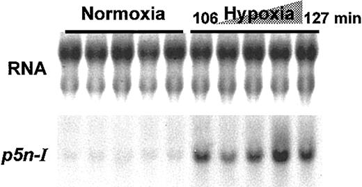 Figure 8. In vivo hypoxia induces p5n-I gene expression in day-11 RBCs. Chicken embryos that had been incubated under normoxic conditions for 11 days were exposed to 13.2% O2 for 106 to 127 minutes. The RBC RNA (10 μg per lane) of 5 normoxic and 5 hypoxic embryos was analyzed for p5n-I expression by Northern blot analysis.