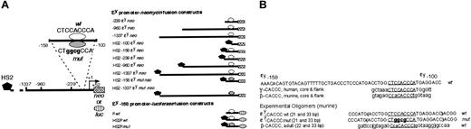 Figure 1. The ϵy promoter-neomycin and ϵy promoter-luciferase constructs and sense oligomer sequences. (A) Nested deletions of the murine ϵy promoter, from 5′ deletions to ATG at +52, were linked to a promoterless neomycin resistance cassette (neo, hatched box), with a wild-type (ϵy-CACCCwt, clear oval) or a mutated (ϵy-CACCCmut, shaded oval) CACCC-binding site, with or without the murine HS2 (black trapezoid) in Pgem 3zf- (Promega). The transcription start site is at +1. The luciferase reporter constructs contain the minimal functional ϵy promoter, at -158, with a wt (clear oval, Pwt) or mutant (mut, shaded oval) CACCC site, linked in frame to a luciferase reporter gene (luc, striped oval) in PGL3 basic (Promega), and with or without HS2 (HS2Pwt and HS2Pmut; black rhomboid) is added to some constructs. (B) Shown is the sequence between -100 and -158 bp that is critical to ϵy globin gene promoter function in uninduced MEL cells. The core human fetal γ- and murine adult β-CACCC sites, and murine ϵy- and β-CACCC sense oligomers used as gel-shift probes or in in situ mutagenesis are as indicated. Sequences homologous to the ϵy promoter are in upper case; 9-bp cores of the CACCC-like sites are underlined; and the ϵy-CACCC site mutation is in boldface lower case. The 33-bp CACCC site oligomers are shown, with parentheses indicating the shorter 21-bp and 22-bp probes.