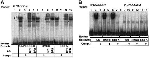 Figure 3. Gel-shift experiments with the ϵy-CACCC site and MEL cell nuclear extracts, with the use of SP1 and SP3 antibodies or a mutated CACCC site. (A) Shown are gel-shift experiments, with the radiolabeled 21-bp ϵy-CACCCwt double-stranded (DS) oligomer as probe. Lane 1 is probe only. Reactions in which probe was incubated with uninduced (lanes 2-5), DMSO-induced (lanes 6-9), and SCFA-induced (lanes 10-13), MEL cell nuclear extracts are shown. Lanes 3, 7, and 10 are incubations with a 200-fold excess of unlabeled probe as competitor. The addition of antibody raised against SP1 (Santa Cruz Biotechnology) to reactions (lanes 4, 8, and 12) causes a diminution of bands 1 and 2 (brackets), whereas antibody raised against SP3 (lanes 5, 9, and 13) causes a diminution in band 3 (asterisk). The supershifted complexes, unlabeled, are apparent in lanes 4, 5, 8, 9, 12, and 13. (B) Shown in lanes 1 through 7 and 8 through 14 are parallel gel shifts, in which binding to the radiolabeled 21-bp ϵy-CACCCwt DS oligomer at left is contrasted with binding to the mutated 21-bp ϵy-CACCCmut DS oligomer. Both probes were radiolabeled to a specific activity of greater than 1 × 108. Probe-only lanes are 1 and 8; incubations with extracts from uninduced MEL cells are shown in lanes 2, 3, 9, and 10; from DMSO-induced cells in lanes 4, 5, 11, and 12; and from SCFA-induced cells in lanes 6, 7, 13, and 14. The results when 200-fold unlabeled cold-competitor is added are shown in lanes 3, 5, 7, 10, 12, and 14.