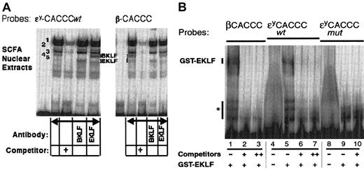 Figure 4. Gel-shift experiments with ϵy-CACCC and β-CACCC sites and SCFA-induced MEL cell nuclear extracts or purified GST-EKLF. (A) Gel-shift experiments in which the radiolabeled 21-bp murine embryonic ϵy-CACCCwt DS probe at the left or 22-bp murine adult wt β-CACCC DS probe at the right is incubated with nuclear extracts from SCFA-induced MEL cells. In each subpanel, radiolabeled probes without extracts are seen in the first lane, and incubations with nuclear extracts and 100-fold unlabeled probe, antibodies against BKLF or against EKLF, respectively, are seen in the 2 right lanes of each subpanel. BKLF (band no. 4) and EKLF (band no. 5) DNA-protein complexes are indicated by brackets, and do not produce supershifted complexes. (B) We incubated 10 fmol of 33-bp murine adult β-CACCC, ϵy-CACCCwt, or ϵy-CACCCmut radiolabeled probe with 20 ng GST-EKLF, and 30-fold (1+) or 50-fold (2+) molar excess of unlabeled probe-specific competitor, as indicated. *Indicates that bands were present in gel-shifts with extracts from cells containing the GST backbone only (pGEX-TK, not shown).