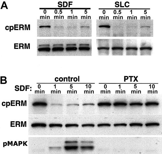 Figure 2. SDF-1α and SLC induce dephosphorylation of moesin. Lysates compared are either from untreated cells (0 min) or cells treated for the indicated time with the chemokines SDF-1α or SLC (100 ng/mL). Data shown are Western blots of whole cell lysates using mAb 297s (A; cpERM) which specifically recognizes moesin phosphorylated at T558 (as well as phospho-ezrin), compared to total ERM protein (B) detected with polyclonal antiezrin on a duplicate membrane. (A) Time course of dephosphorylation induced by chemokines; (B) inhibition of dephosphorylation by pertussis toxin (PTX). Samples on the right were preincubated for 2 hours with 100 ng/mL PTX. For comparison, Western blot was also performed with antibody specific for phosphorylated MAPK (B; pMAPK).