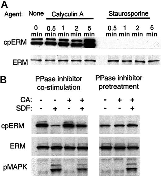 Figure 4. Calyculin A increases basal cpERM phosphorylation and inhibits SDF-1α–induced dephosphorylation. (A) Pharmacologic perturbation of basal kinase/phosphatase balance. Western blotting was performed for cpERM and total ERM on PBT cells treated with 50 nM calyculin A or 500 nM staurosporine for the indicated times. (B) ERM dephosphorylation following 1 minute of SDF-1α stimulation can be inhibited by costimulation (50 nM) or by brief pretreatment (10 nM, 2 minutes) with calyculin A. Western blots of duplicate membranes detecting cpERM versus total ERM versus phospho-p44/42 MAPK.