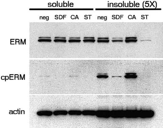 Figure 5. Selective association of cpERM with the insoluble cytoskeleton in resting PBT cells. PBT cells were either untreated or treated with SDF-1α (100 ng/mL, 1 minute), calyculin A (CA; 25 nM, 5 minutes), or staurosporine (ST; 500 nM, 5 minutes). Data shown are Western blots of cell fractions detecting carboxy-threonine phosphorylated ERM (mAb 297s), total ERM (polyclonal anti-ezrin), and β-actin (mAb AC-15) on duplicate membranes. Note that the soluble fraction is diluted 5-fold relative to the insoluble fraction.