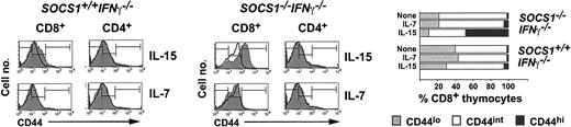 Figure 4. IL-15 up-regulates CD44 expression in SOCS1-deficient CD8+ SP thymocytes. Total thymocytes from SOCS1-/- IFNγ-/- and control mice were stimulated with 40 ng mL-1 IL-15 or a 1:20 dilution of IL-7-containing CS. After 48 hours, the cells were stained for CD4, CD8, and CD44. Expression of CD44 in gated CD8+ and CD4+ SP thymocytes from 1 of 4 representative animals per group is shown. Histograms of the stimulated cells are shaded gray, and unfilled line histograms represent the unstimulated cells. The bar graph shows the proportion of CD8+ cells showing high, intermediate, or low levels of CD44 expression, based on the marker boundaries shown in the histograms.
