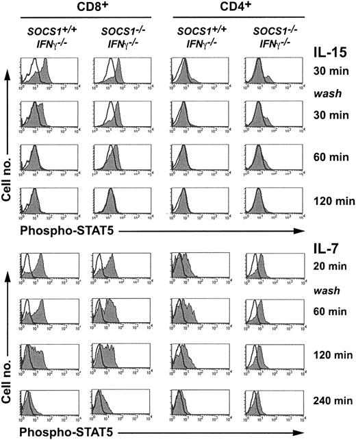 Figure 6. IL-15 induces sustained STAT5 phosphorylation in SOCS1-deficient CD8+ SP thymocytes. Total thymocytes from 6-week-old SOCS1-/-IFNγ-/- mice and their littermate controls were stimulated with 40 ng mL-1 IL-15 or a 1:20 dilution of IL-7-containing CS for 30 minutes. An aliquot of 2 × 106 cells was fixed immediately after stimulation. The remaining cells were washed twice and cultured without cytokines. At indicated time points, aliquots of cells were fixed, permeabilized, and stained for intracellular phospho-STAT5 followed by CD4 and CD8 surface staining. Phospho-STAT5 levels in gated CD8+ and CD4+ thymocytes are shown in histograms. Histograms of the stimulated cells are shaded gray, and unfilled line histograms represent the unstimulated cells. Results shown are representative of at least 4 animals per group from 2 independent experiments.
